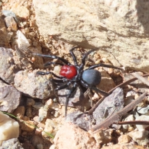 Missulena occatoria (Red-headed Mouse Spider) at Theodore, ACT by OwenH