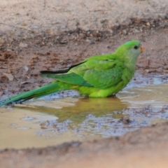 Polytelis swainsonii (Superb Parrot) at Mount Ainslie - 19 May 2022 by Harrisi