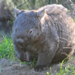 Vombatus ursinus (Common wombat, Bare-nosed Wombat) at Uriarra Recreation Reserve - 24 May 2022 by Harrisi