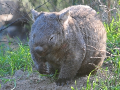 Vombatus ursinus (Common Wombat, Bare-nosed Wombat) at Stromlo, ACT - 24 May 2022 by Harrisi