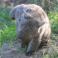 Vombatus ursinus at Stromlo, ACT - 24 May 2022