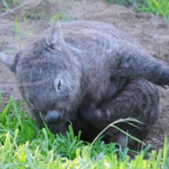 Vombatus ursinus at Stromlo, ACT - 24 May 2022