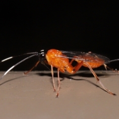 Stiromesostenus sp. (genus) (An ichneumon wasp) at Acton, ACT - 20 May 2022 by TimL