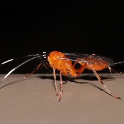 Stiromesostenus sp. (genus) (An ichneumon wasp) at ANBG - 20 May 2022 by TimL