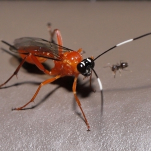 Stiromesostenus sp. (genus) at Acton, ACT - 20 May 2022