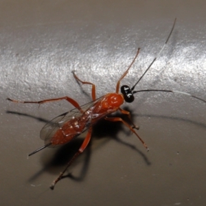 Stiromesostenus sp. (genus) at Acton, ACT - 20 May 2022