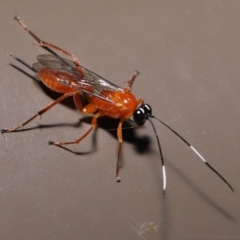 Stiromesostenus sp. (genus) at Acton, ACT - 20 May 2022