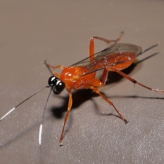 Stiromesostenus sp. (genus) at Acton, ACT - 20 May 2022