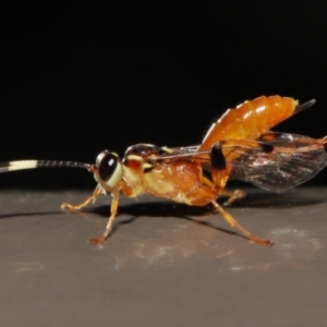 Ichneumonidae (family) at Acton, ACT - 20 May 2022