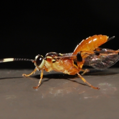 Ichneumonidae (family) (Unidentified ichneumon wasp) at ANBG - 20 May 2022 by TimL