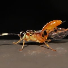 Ichneumonidae (family) (Unidentified ichneumon wasp) at Acton, ACT - 20 May 2022 by TimL