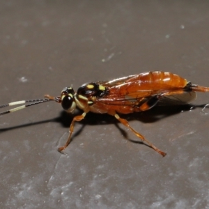 Ichneumonidae (family) at Acton, ACT - 20 May 2022