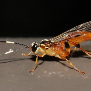 Ichneumonidae (family) at Acton, ACT - 20 May 2022