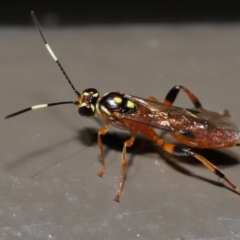 Ichneumonidae (family) at Acton, ACT - 20 May 2022