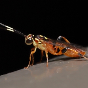 Ichneumonidae (family) at Acton, ACT - 20 May 2022