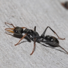 Myrmecia sp., pilosula-group (Jack jumper) at Acton, ACT - 20 May 2022 by TimL