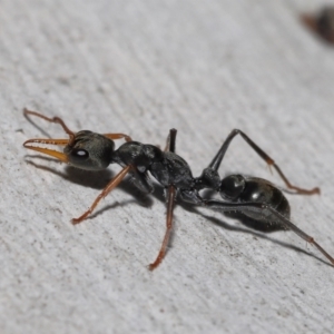 Myrmecia sp., pilosula-group (Jack jumper) at Acton, ACT by TimL