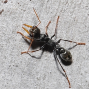 Myrmecia sp., pilosula-group at Acton, ACT - 20 May 2022