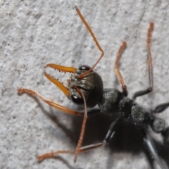 Myrmecia sp., pilosula-group at Acton, ACT - 20 May 2022