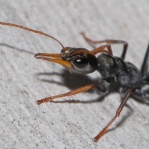 Myrmecia sp., pilosula-group at Acton, ACT - 20 May 2022