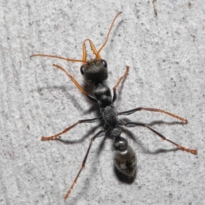 Myrmecia sp., pilosula-group at Acton, ACT - 20 May 2022