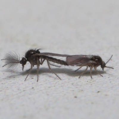 Ceratopogonidae (family) (Biting Midge) at ANBG - 20 May 2022 by TimL