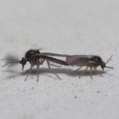 Ceratopogonidae (family) (Biting Midge) at Acton, ACT - 20 May 2022 by TimL