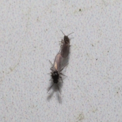 Ceratopogonidae (family) at Acton, ACT - 20 May 2022 12:02 PM