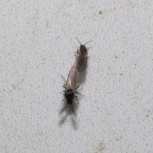 Ceratopogonidae (family) at Acton, ACT - 20 May 2022 12:02 PM