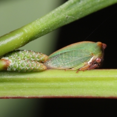 Sextius virescens (Acacia horned treehopper) at Acton, ACT - 20 May 2022 by TimL