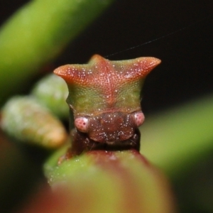 Sextius virescens at Acton, ACT - 20 May 2022