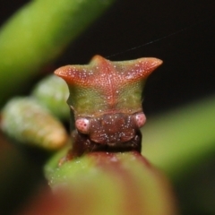 Sextius virescens at Acton, ACT - 20 May 2022