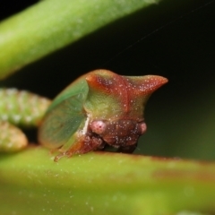 Sextius virescens at Acton, ACT - 20 May 2022