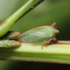 Sextius virescens at Acton, ACT - 20 May 2022