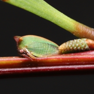 Sextius virescens at Acton, ACT - 20 May 2022