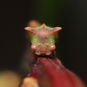 Sextius virescens at Acton, ACT - 20 May 2022