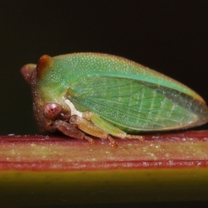 Sextius virescens at Acton, ACT - 20 May 2022