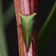 Sextius virescens at Acton, ACT - 20 May 2022