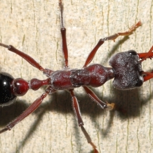 Myrmecia simillima at Acton, ACT - 20 May 2022 12:37 PM