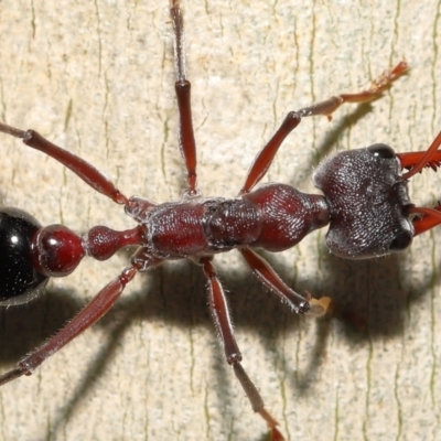 Myrmecia simillima (A Bull Ant) at Acton, ACT - 20 May 2022 by TimL
