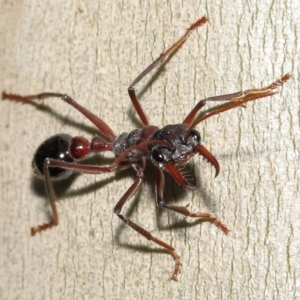 Myrmecia simillima at Acton, ACT - 20 May 2022 12:37 PM