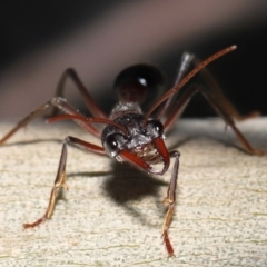 Myrmecia simillima at Acton, ACT - 20 May 2022