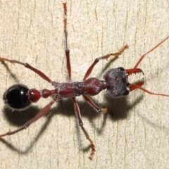 Myrmecia simillima at Acton, ACT - 20 May 2022 12:37 PM