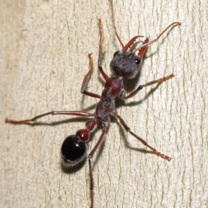 Myrmecia simillima at Acton, ACT - 20 May 2022