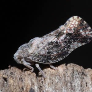 Massila sp. (genus) (Unidentified Massila planthopper) at Evatt, ACT by TimL