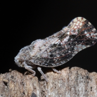 Massila sp. (genus) (Unidentified Massila planthopper) at Evatt, ACT - 22 May 2022 by TimL