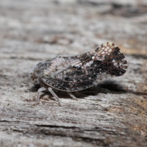 Massila sp. (genus) at Evatt, ACT - 22 May 2022