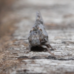 Massila sp. (genus) at Evatt, ACT - 22 May 2022