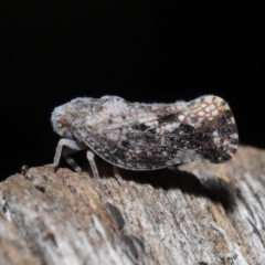 Massila sp. (genus) at Evatt, ACT - 22 May 2022