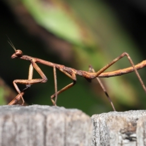 Archimantis sp. (genus) at Evatt, ACT - 22 May 2022